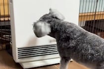 ヒーターを消したままにしていたら、犬が怒ってしまい…まさかの『ブチギレ行動』がSNSで話題「自分でやっておいてビビるｗ」「マジ可愛い」