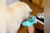 犬のために『ご飯が出てくるおもちゃ』を購入→使い方を教えた結果…愛おしすぎる『勘違い』に7万いいね「なぜそこｗｗ」「困り顔で可愛い」