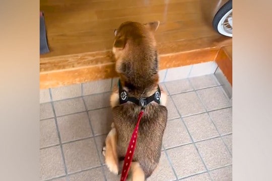 おじいちゃんおばあちゃんLOVEな犬→玄関先で声が聞こえただけで…無償の愛を感じる光景が18万再生「純粋で心底可愛い」「うちにも来て」