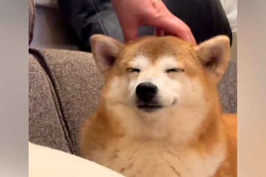 ママに撫でられるとうっとりする犬→パパに代わると…まさかの『あからさますぎる表情の差』に爆笑続々「全然違くて草」「忖度せんかいwww」