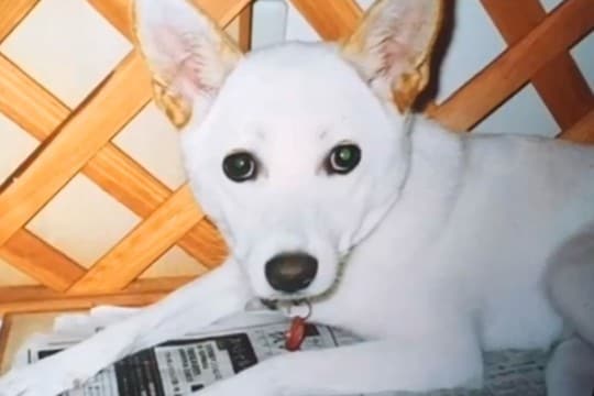 何度も飼い主が変わり『人間不信の犬』をお迎え→大変なことを乗り越えて…涙あふれる『13年後の姿』が185万再生「本当によかった」「立派」