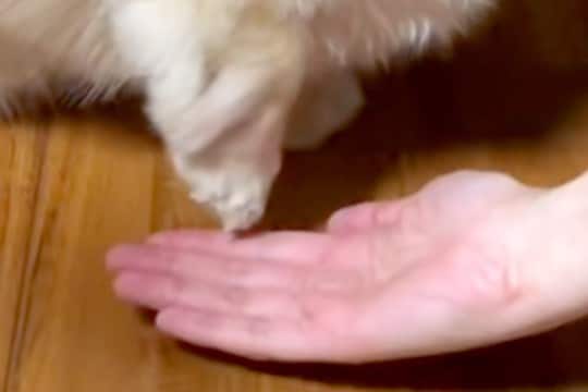 『おて』が苦手な犬→やってもらおうと声を掛けたら…スロー再生かと思うほどの『動き』が44万再生「めちゃ焦らすww」「可愛すぎてしんどい」