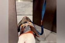 散歩前、ご機嫌な犬→玄関を出た瞬間『雪』が積もっていて…気付いた瞬間の『絶望』が11万再生「真顔やめｗｗｗ」「きれいに滑ってて草」