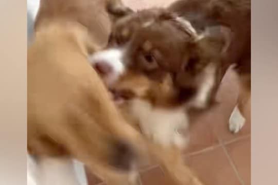 喧嘩している犬たちに『落ち着いて』と言っても聞かないので『犬語』で叱った結果→想像以上の反応が93万再生「効いてて草」「迫真www」