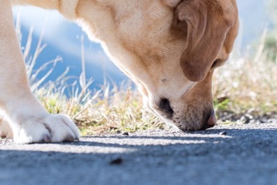 地面を嗅ぐ顔のアップ