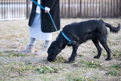 地面を嗅ぐ黒い犬