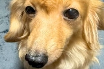 なぜか『ヘアセット』されていた犬→原因を探ってみた結果…まさかの『工程』が可愛すぎると22万再生「無抵抗ｗｗｗ」「カッピカピで草」