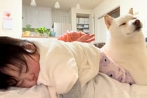 お腹の上で赤ちゃんを寝かしつける母親→犬も一緒に乗ってきて…幸せ過ぎる『家族愛を感じる光景』が話題「AIかと」「一緒に寝たかったのかな」