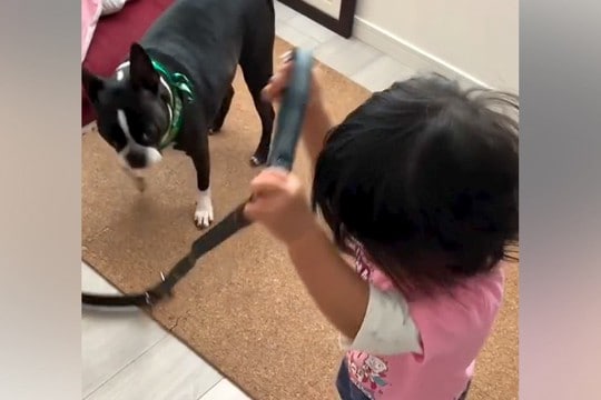 お散歩の準備がうまくいかない『1歳の女の子と犬』→7年後…『ふたりで一緒に成長した姿』が素敵すぎると話題　心温まる光景に思わずほっこり