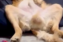 皿洗い中、ふと『クッションに寝転がる大型犬』を見た結果…完全に『オッサン化』している光景が153万再生「家主で草」「背中チャックない？」