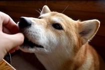 犬に『キャベツ』を与えるときの絶対NG行為５選　誤った食べさせ方による危険な症状まで