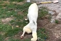 10年以上散歩されず、下半身不随になった老犬　保護して2日後→奇跡的な『まさかの光景』に反響「ただただ感動…」「本当にありがとう」