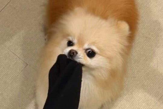 飼い主の靴下を強奪しようとする犬→『こんなに伸びるのか…』シュールすぎる光景に1万いいね「伸び過ぎっすwww」「ゴムパッチン芸で草」