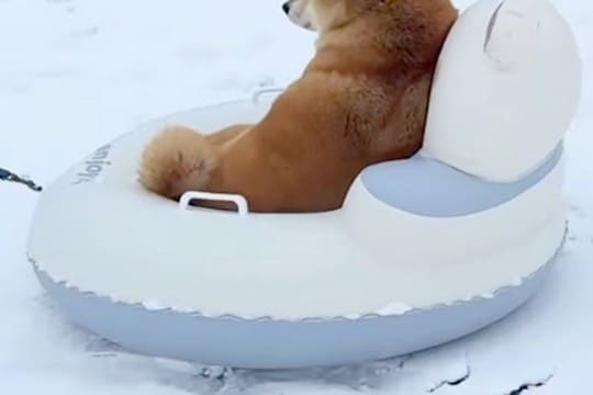 雪が積もったので『犬にソリを引っ張ってもらおう』とした結果→「逆だろwww」「大笑いさせてもらった」思っているのと違う光景が16万再生