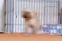 『なんでやねんｗｗ』犬に"悲しいお知らせがあります"と言うと、必ず…『まさかの行動』が面白いと258万再生「現実逃避？」「お利口すぎ」