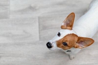 見上げている犬