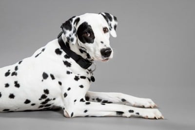 カメラを振り向く犬