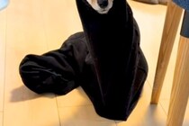 旦那がズボンを脱ぎっぱなしでトイレへ→部屋に戻ると⋯想定外だった『まさかの状況』が111万再生「入ってみたかったんだｗ」「新種の生き物」