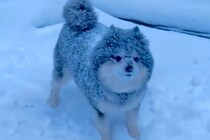 雪国育ちのポメラニアン→雪が降るとテンションが上がって…豪快すぎる遊び方に反響「雪まみれで可愛い」「寒いのに元気すぎるｗ」と31万再生