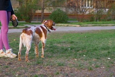 立ち止まる犬の後ろ姿