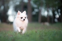 犬が急に『ピタッと止まる』心理6つ　フリーズしたまま動かなくなるのはなぜ？注意点まで解説
