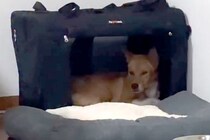 医者から『一生怯えたまま』と言われた保護犬→5年間大切に育てた結果…『嘘のような変化』が29万再生「泣けてくる」「本当にすごい」と称賛