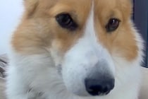 お留守番中の犬をペットカメラで確認→ひとり健気に待ち続けて…「泣ける」「気持ちわかる…」「絶対に幸せ」切なくて愛おしい光景に反響