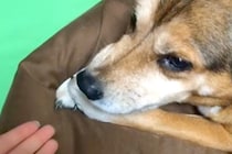こっそりイタズラをしていた犬に注意した結果⋯衝撃の『日本語で文句を言う光景』が78万再生「思った以上に喋ってたｗｗ」「悪魔で草」と爆笑