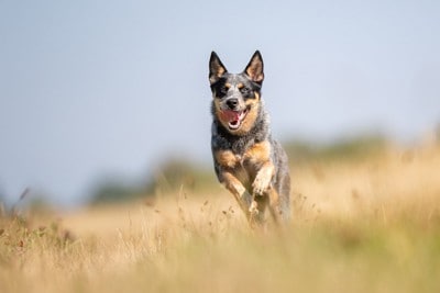 走っている犬