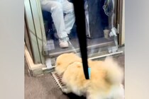 『推しのおじさん』に会いに行った犬→仕事中にも関わらず…幸せ溢れる『素敵なやりとり』が59万再生「おじさん優しすぎる」「私も推されたい」