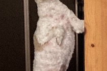 毛がモコモコに伸びた犬→『トリミングしたての頃』を見ると…別犬すぎる『衝撃の姿』に8万いいね「誰すぎるｗｗ」「もはや人間で草」と爆笑続々