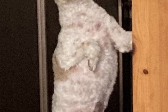 毛がモコモコに伸びた犬→『トリミングしたての頃』を見ると…別犬すぎる『衝撃の姿』に8万いいね「誰すぎるｗｗ」「もはや人間で草」と爆笑続々