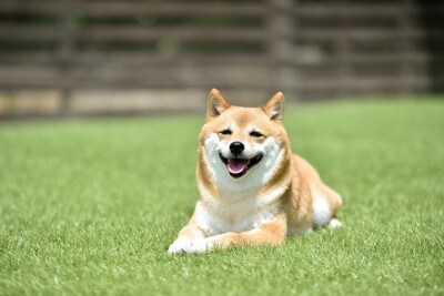 伏せている笑顔の柴犬