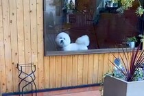 『もう！おそいよ！』あまり怒らない犬がトリミングへ→お迎えに行った結果…かわいすぎる『ご立腹』が10万再生「愛しさ倍増ｗ」「忙しくて草」