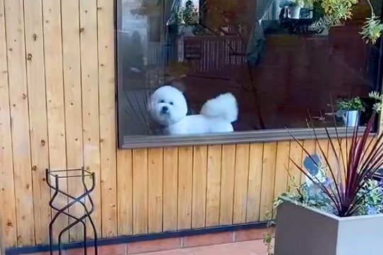 『もう!おそいよ!』あまり怒らない犬がトリミングへ→お迎えに行った結果…かわいすぎる『ご立腹』が10万再生「愛しさ倍増w」「忙しくて草」