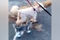 犬たちとお散歩中、なぜか『野良の子猫』が近づいてきて…嘘のような『運命的な出会いの光景』が35万再生「なにか会話してる」「幸せになって」