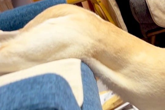 海外ユーザーに『ダリの名画』と呼ばれた大型犬→納得せざるを得ない『まさかの光景』が105万表示「可愛いww」「溶けてる」と共感と絶賛の声