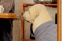 おばあちゃんの家に遊びに行った大型犬が毎回すること…ちょっぴり気まずい『まさかの行動』に3万いいね「うちにも来てほしいｗ」「無言の圧」