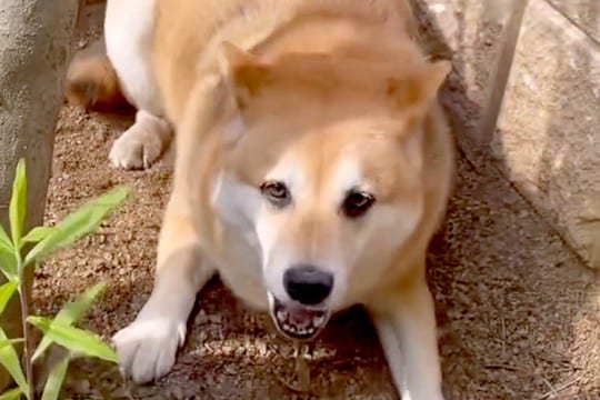 庭で『野生化』した柴犬→ひとしきり暴れまわったら…一瞬にして『飼い犬』に戻る光景が32万再生「一瞬で消えた野生ww」「天才的な切り替え」