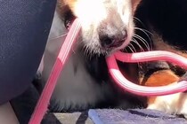 絶対に車から降りたくない大型犬→外に出た同居犬を『道連れ』にして…まさかの表情が48万再生「悪い顔で草」「そんなに外嫌いなんｗｗ」と爆笑