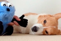 指を近づけると『ムキ顔』になる犬→ぬいぐるみの手で検証してみたら…まさかの反応が129万表示「漫才みたいで笑った」「かわいいｗｗ」の声