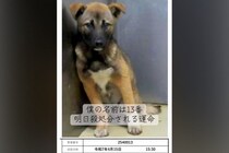 『僕の名前は13番』番号で呼ばれ、処分寸前だった犬→ギリギリで助けられ…『現在の光景』に涙が出ると27万再生「号泣」「幸せになってね」