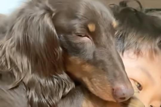 犬が『男の子の上で寝てしまった』結果→『嫌がるかな』と思ったら…意外な光景が愛おしいと8万再生の反響「まさに相思相愛」「幸せの極みすぎ」