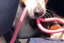 絶対に車から降りたくない大型犬→外に出た同居犬を『道連れ』にして…まさかの表情が48万再生「悪い顔で草」「そんなに外嫌いなんｗｗ」と爆笑