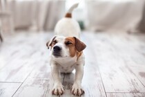 犬が『体を伸ばす』心理4選　ぐーっと伸びをする理由や注意が必要な状態まで
