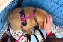 隅っこで固まり動かない保護犬→突然『風』が吹いて…素敵すぎる物語に2万5000いいね集まる「幸せにしてくれてありがとう」「涙が出た」