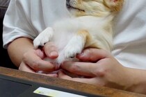 リモートワーク中、甘えにきた犬→仕事を中断して撫でてあげた結果…作業にならない『幸せな表情』に反響「とろけてるｗ」「全部が可愛い」と絶賛