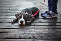 犬が『散歩を楽しくない』と思っているときのサイン5つ　見逃したくない行動や対処法まで