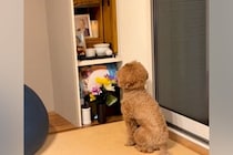 ある日、亡くなった父の仏壇の前から動かなくなった犬…涙溢れる『まさかの光景』が47万再生「絶対に会いに来てる」「会話してる…泣いた」