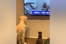 猫をお迎えして3日目→先住犬に慣れてもらうために『猫の映像』を流した結果…まさかのリアクションがSNSで話題「見比べてるｗ」「愛おしい」
